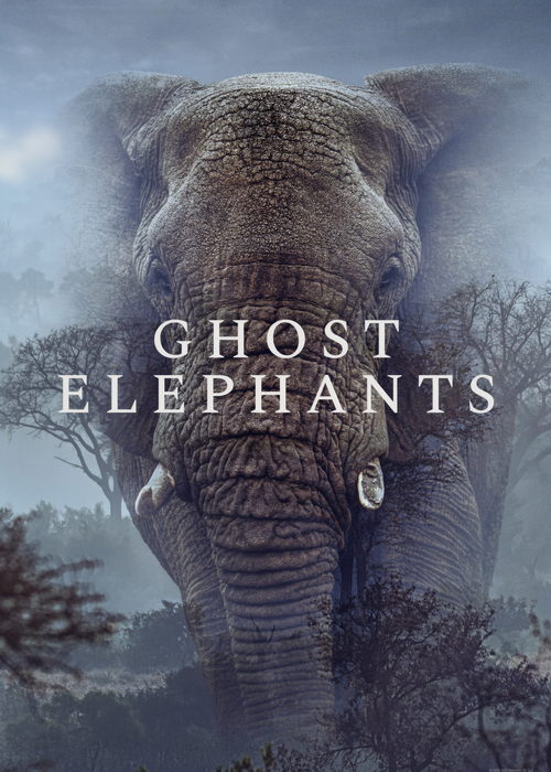 دانلود مستند فیلهای شبح Ghost Elephants 2025 دانلود مستند فیلهای شبح Ghost Elephants 2025