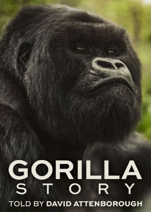 دانلود مستند داستان یک گوریل A Gorilla Story 2026 دانلود مستند داستان یک گوریل A Gorilla Story 2026