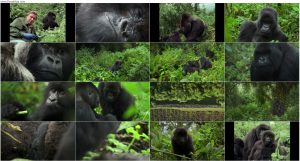 دانلود مستند داستان یک گوریل A Gorilla Story 2026 دانلود مستند داستان یک گوریل A Gorilla Story 2026