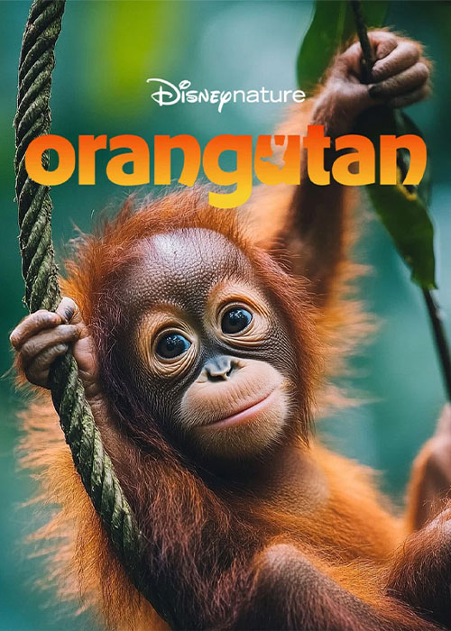 دانلود مستند اورانگوتان Orangutan 2026 دانلود مستند اورانگوتان Orangutan 2026