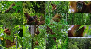 دانلود مستند اورانگوتان Orangutan 2026 دانلود مستند اورانگوتان Orangutan 2026