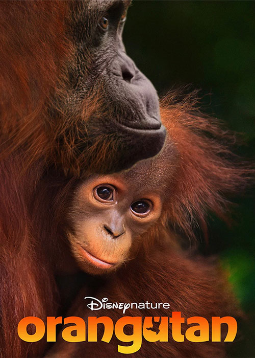 دانلود مستند اورانگوتان Orangutan 2026 دانلود مستند اورانگوتان Orangutan 2026