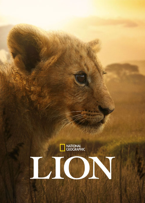 دانلود مستند شیر Lion 2026 دانلود مستند شیر Lion 2026