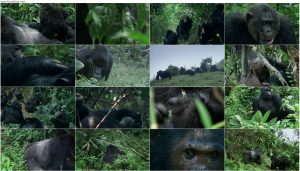 دانلود مستند پادشاهی میمون ها Kingdom of the Apes 2017 دانلود مستند پادشاهی میمون ها: خطوط نبرد Kingdom of the Apes: Battle Lines 2017
